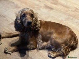 Mixed Breed dogs - Advert 14