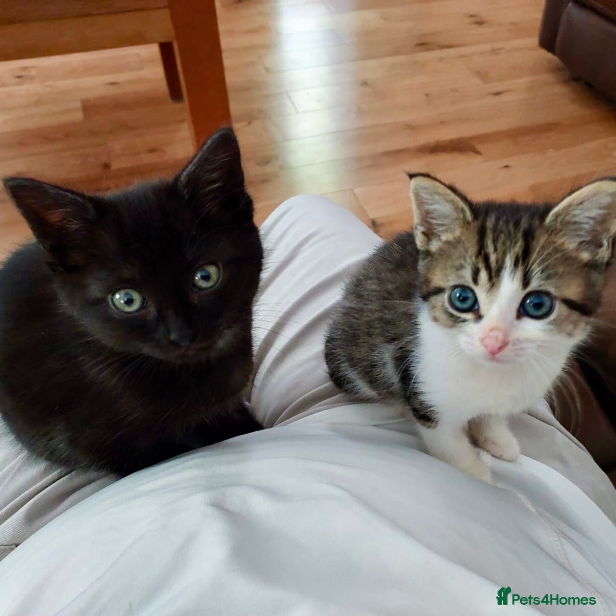 Domestic Shorthair cats Kittens (various)  - Advert 3