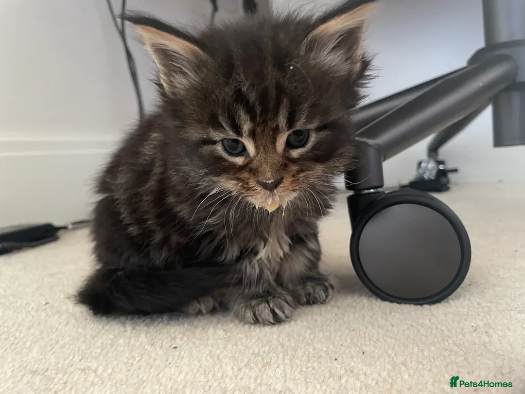 Maine Coon cats for sale: Beautiful Silver tabby Maine coon girls - Advert 19