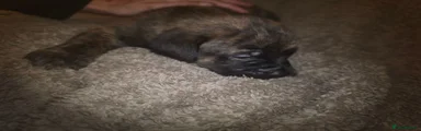Mixed Breed 3