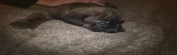 Mixed Breed dogs for sale: Dogue de bordeaux x cane corso puppies - Advert 6