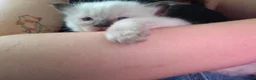 Ragdoll cats for sale: Ragdoll kittens - Advert 27