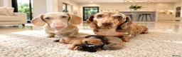 Miniature Dachshund dogs for sale: Miniature Dachshund  in Leigh-on-Sea - Advert 1