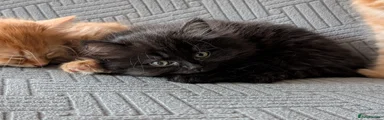 British Shorthair 3