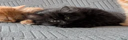 British Shorthair cats for sale: 4 Beautiful loving adorable kittens  - Advert 5
