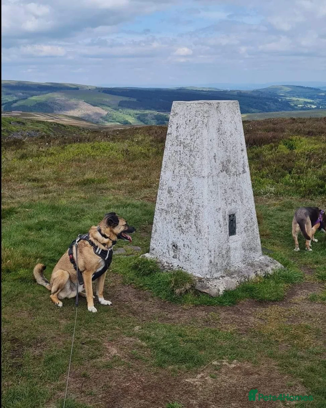 Mixed Breed dogs for adoption: Meet Jakob, currently residing in Cranage, Crew in Crewe - Advert 19