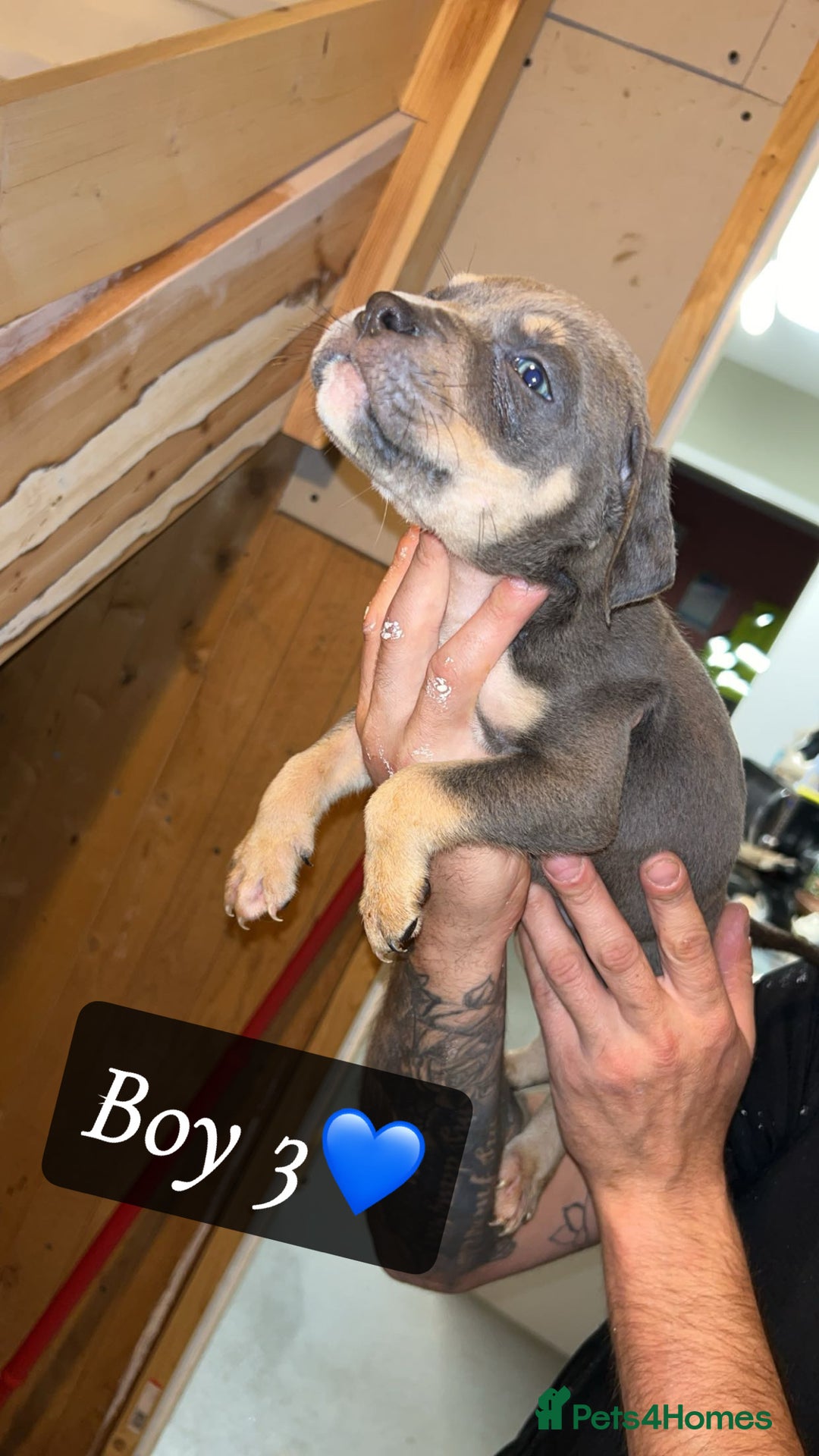 Mixed Breed dogs for sale: Cane Corso x Pocket Bully - Image 10