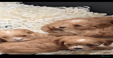 Cavapoo dogs Stunning F1 Cavapoos Females  - Advert 14