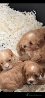 Cavapoo dogs Stunning F1 Cavapoos Females - Advert 14