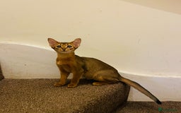 Abyssinian cats for sale: 🥇😻🏆Beautiful and Healthy Abyssinian Kittens  in London - Image 3