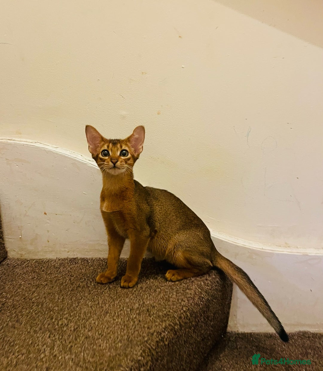 Abyssinian cats for sale: 🥇😻🏆Beautiful and Healthy Abyssinian Kittens  in London - Image 3