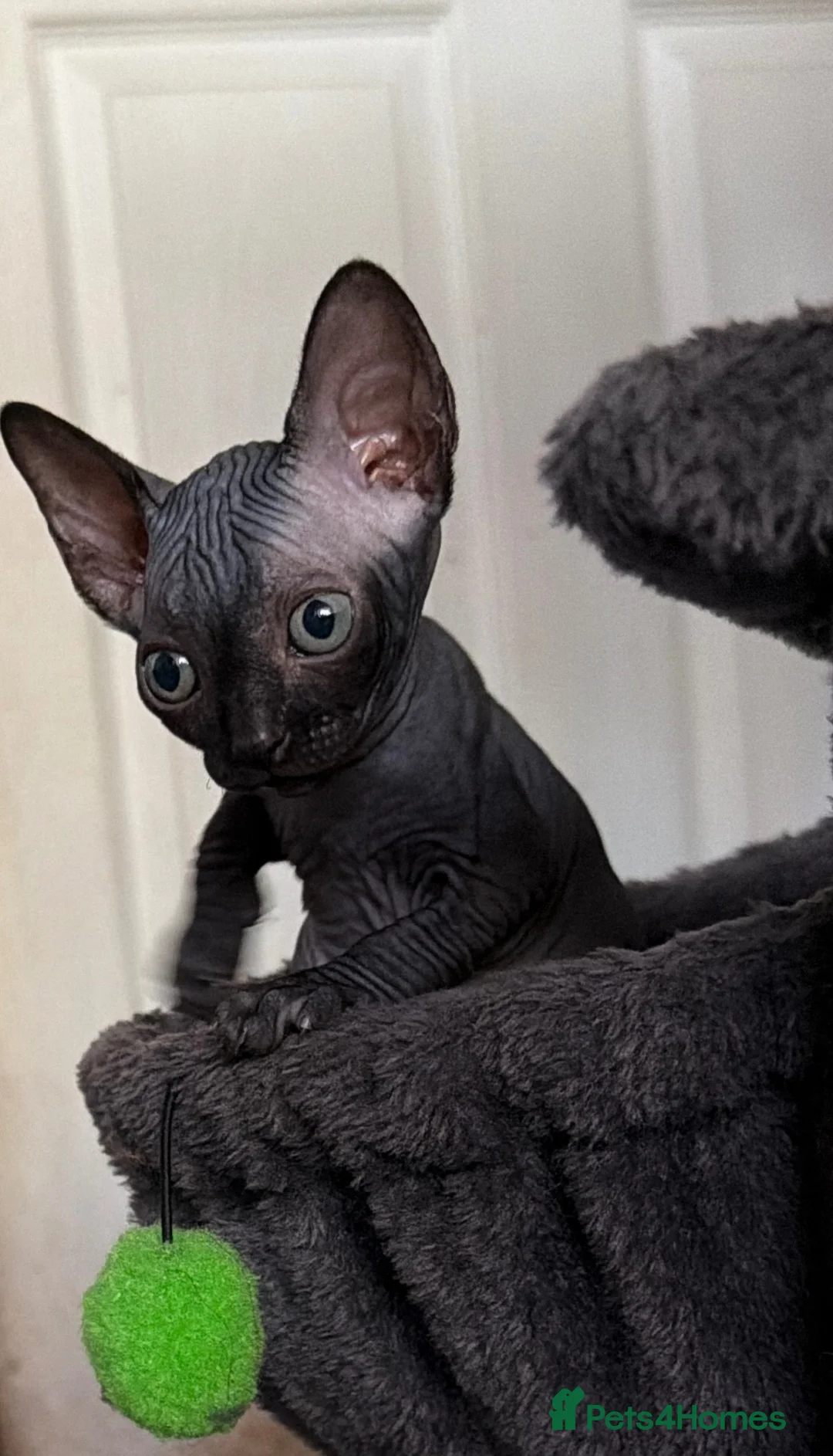 Sphynx cats for sale: Beautiful female baby Sphynx for sale  in Leicester - Advert 1