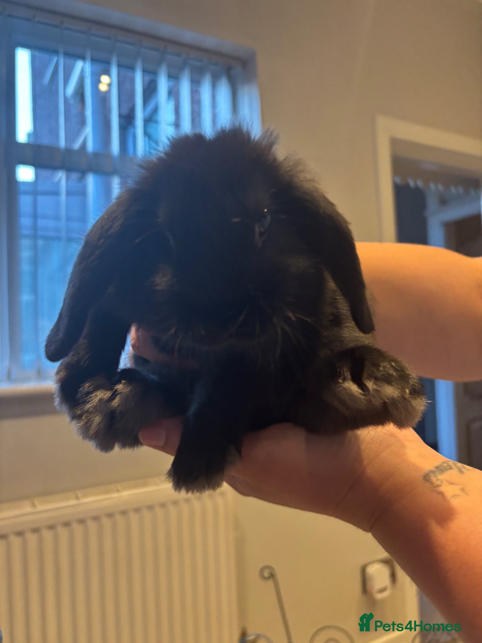 Mini Lop rabbits Mini lops - Advert 3