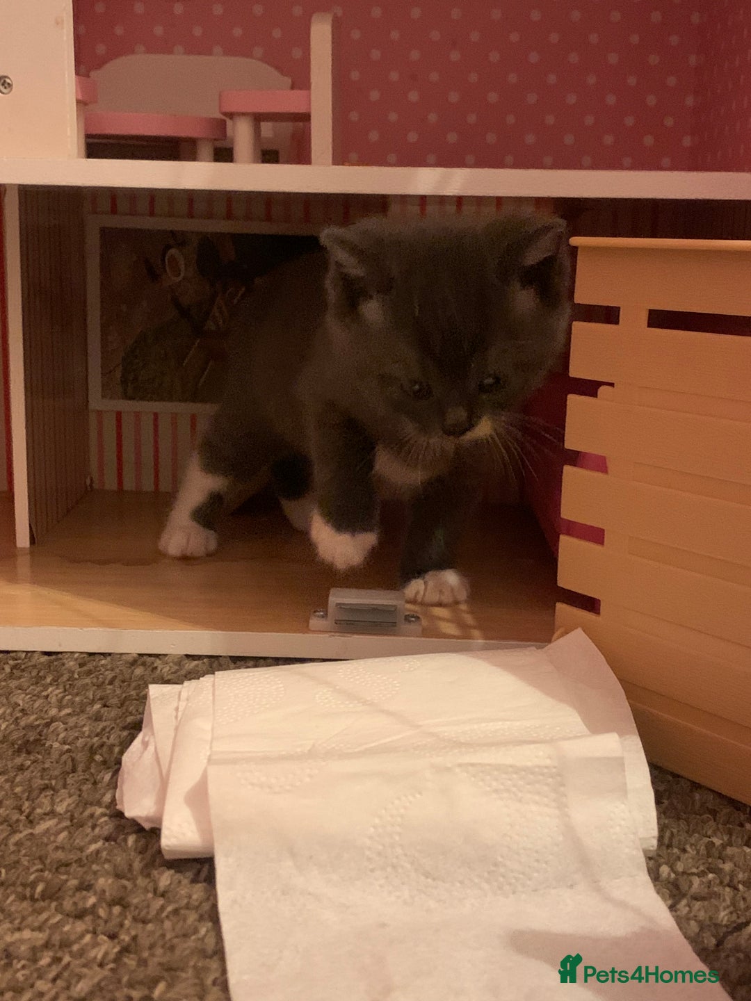 Mixed Breed cats for sale: Kittens  - Advert 15