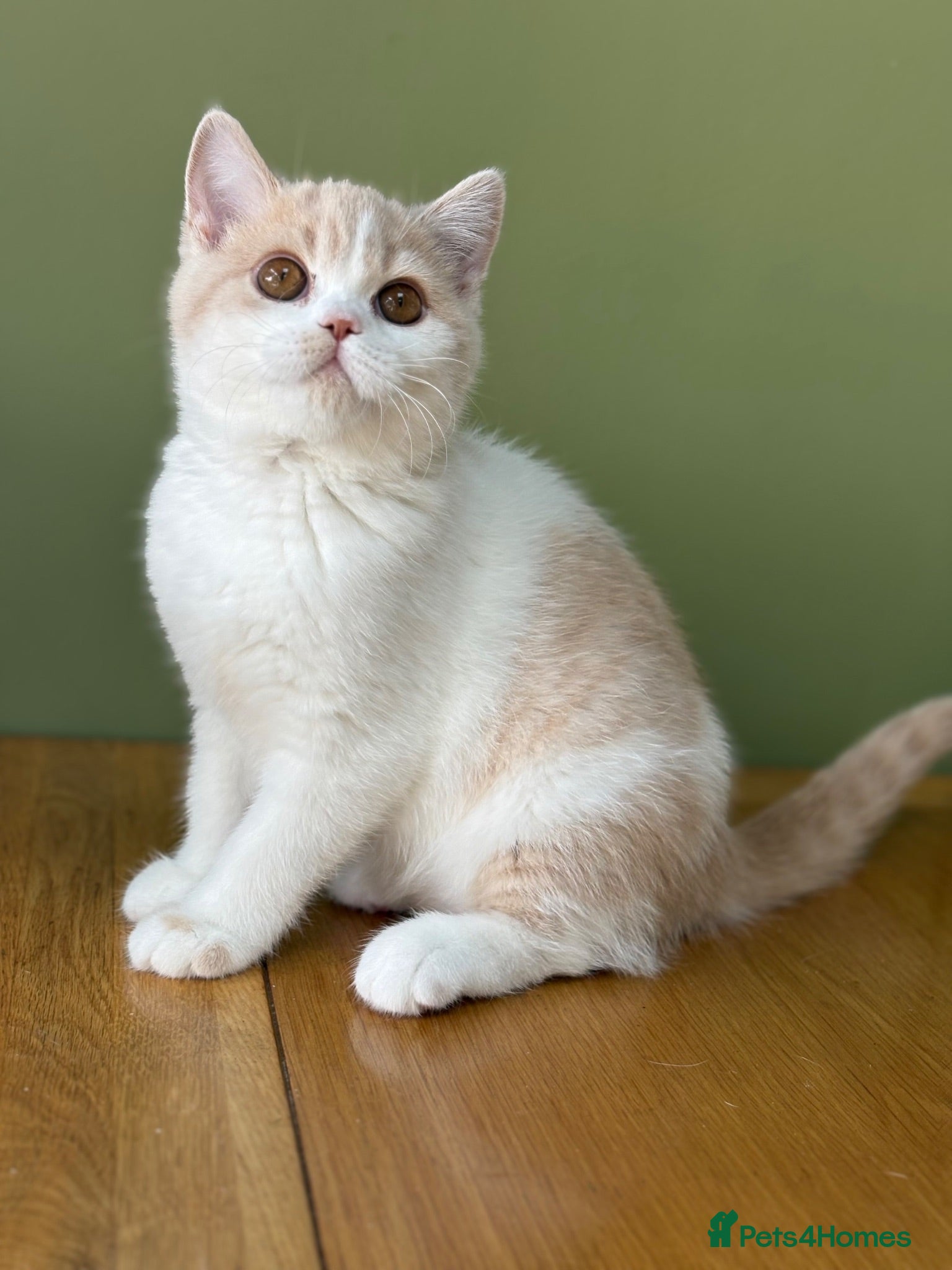 British Shorthair cats Beautiful Gccf registered bsh kittens-2 left  - Advert 12