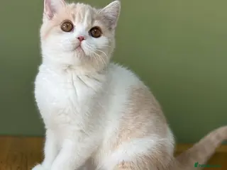 British Shorthair cats Beautiful Gccf registered bsh kittens-2 left - Advert 12
