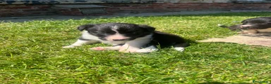Border Collie 2