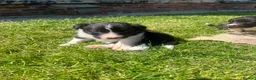 Border Collie dogs for sale: 5 Border Collie Puppies in Malton - Advert 12