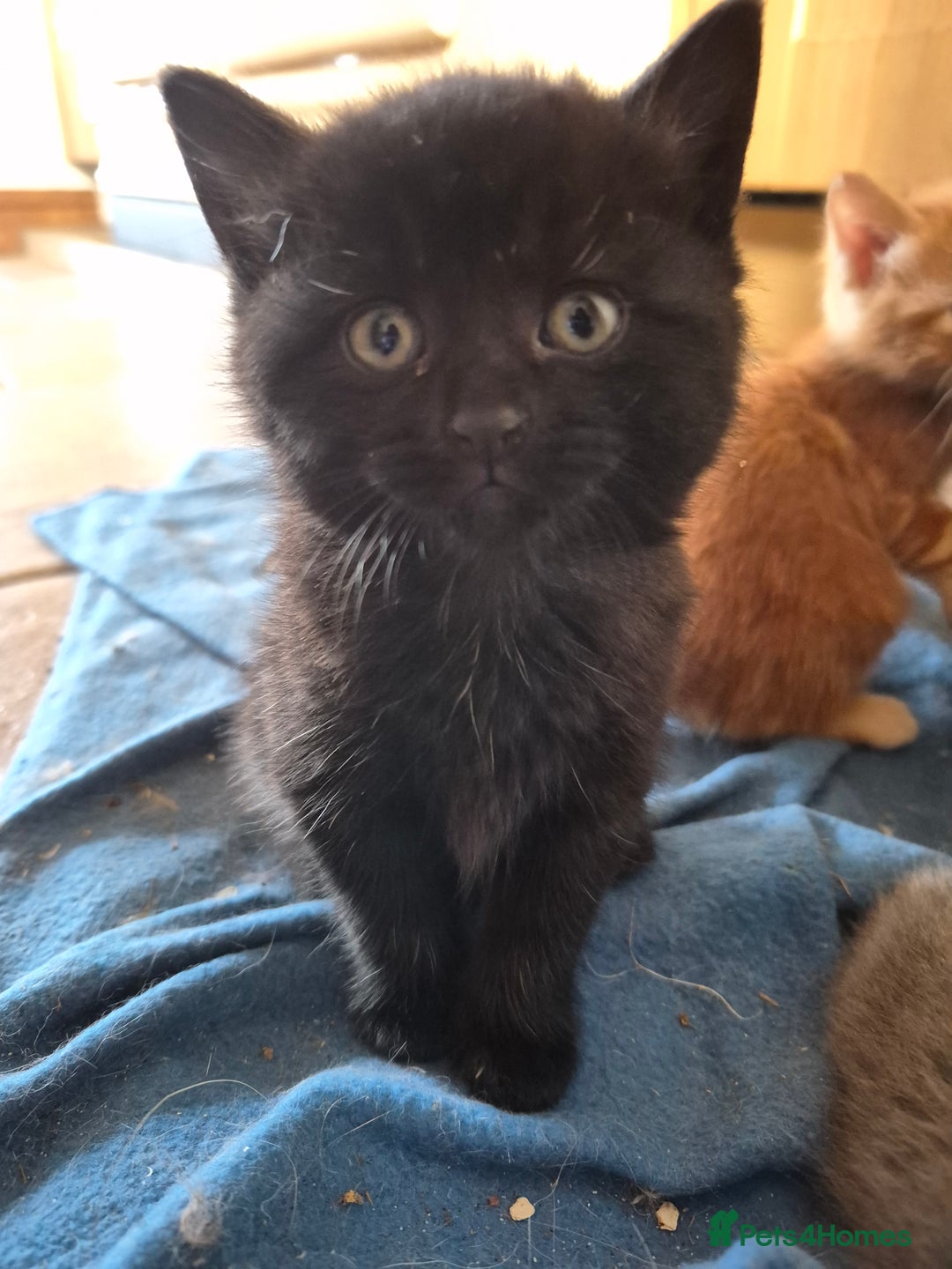 Mixed Breed cats for sale: Stunning kittens, blues, dilute gingers and blacks - Image 8