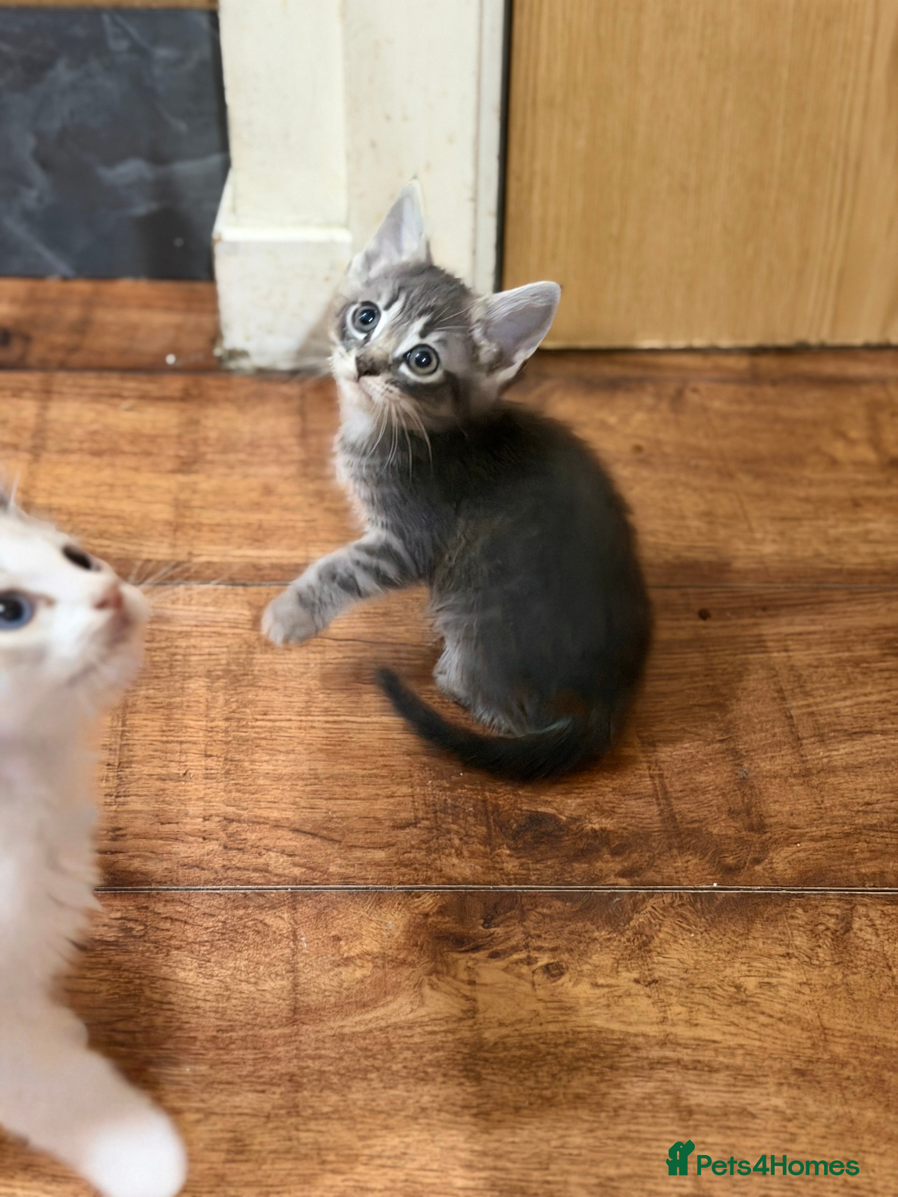 Mixed Breed cats Mixed breed kittens - Advert 2