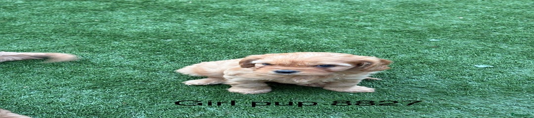 Microchip ending 8827