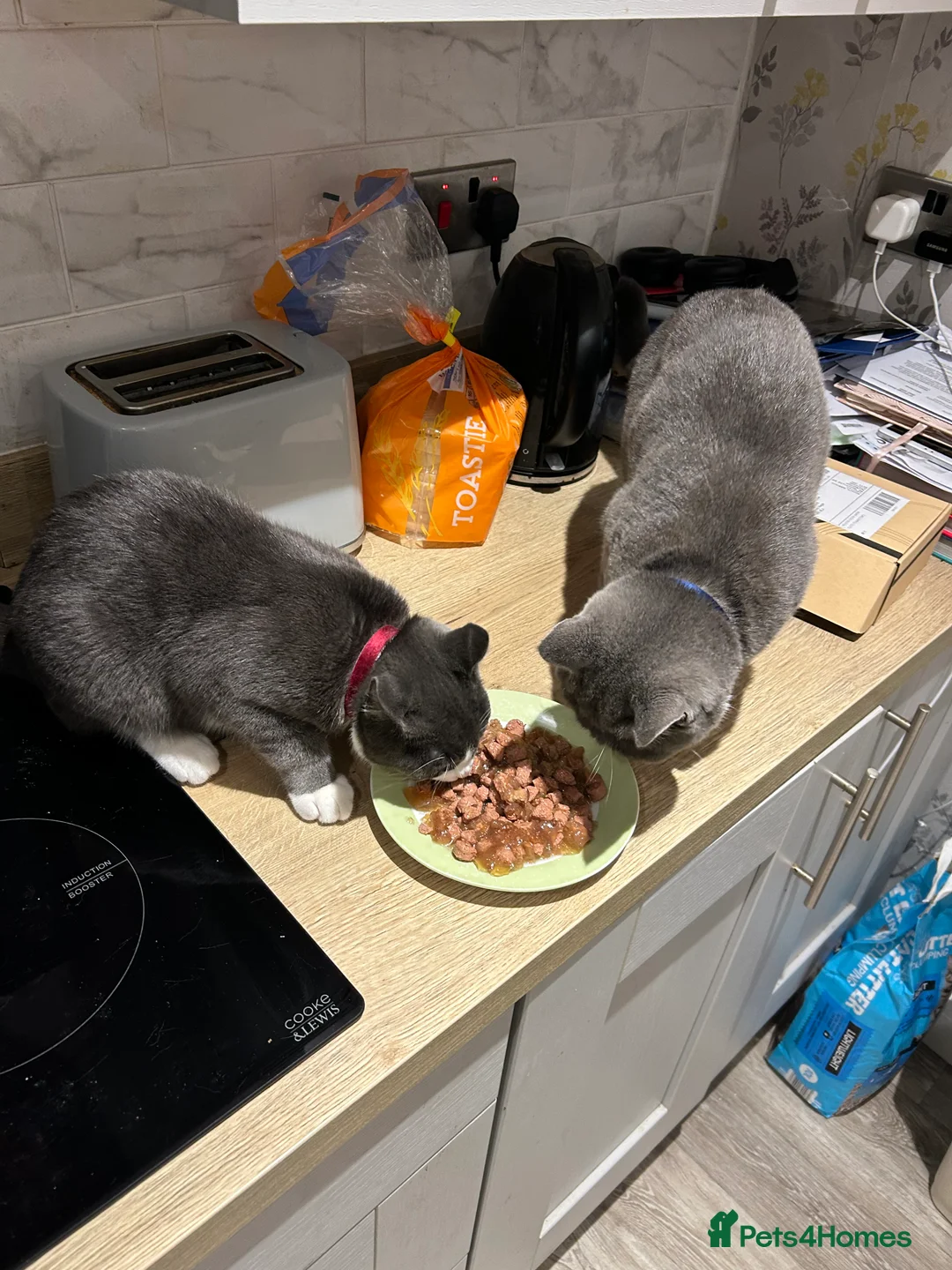 British Shorthair cats for sale: 2 x British short hair Cat  - Advert 2