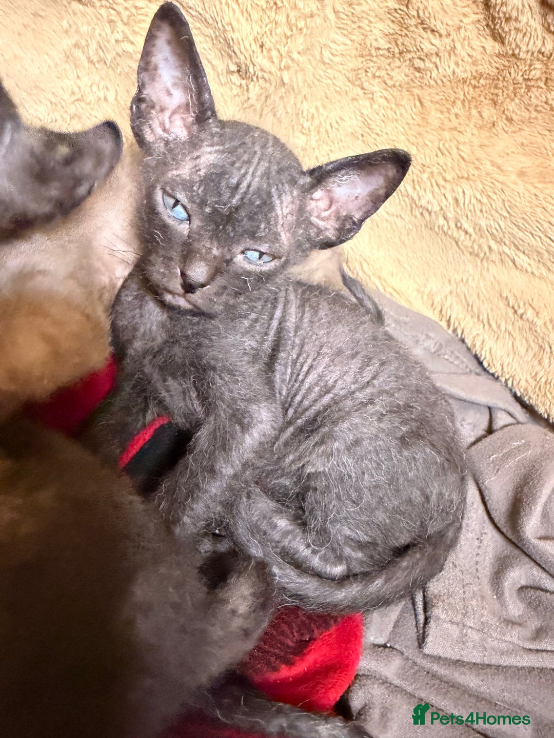 Sphynx cats for sale: Beautiful Sphynx and Elf kittens 🐾🩵🩷 - Advert 5