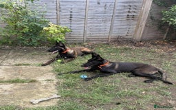 Belgian Shepherd Dog dogs for sale: 2 Stunning 6-Month Belgian Malinois Male Puppies - Image 4