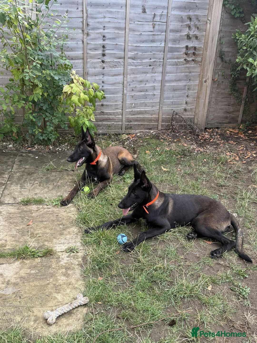 Belgian Shepherd Dog dogs for sale: 2 Stunning 6-Month Belgian Malinois Male Puppies - Image 4