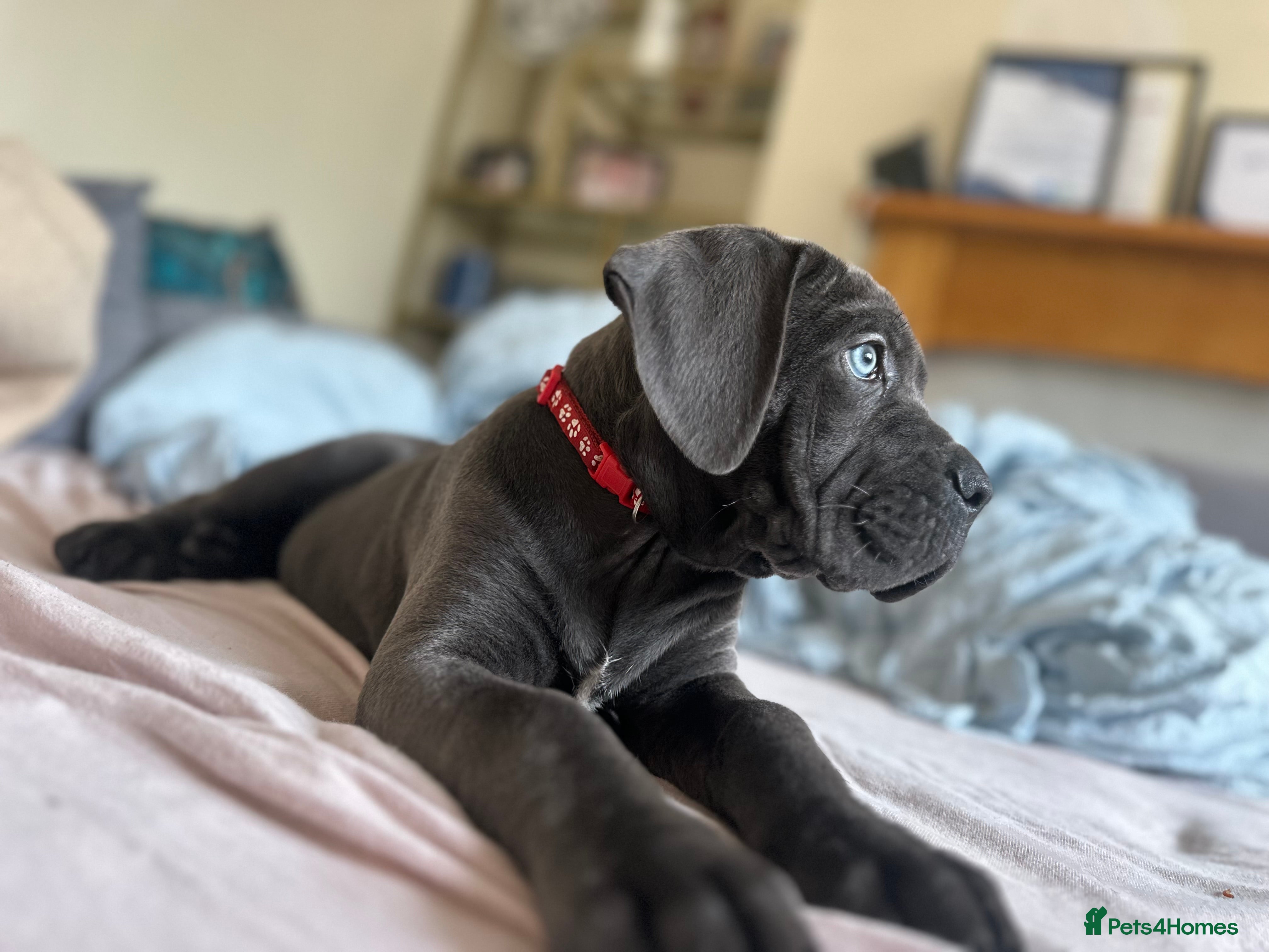 Cane Corso dogs Balestra Magica Corso IKC/FCI  ‼️LAST FEMALE‼️ - Advert 3