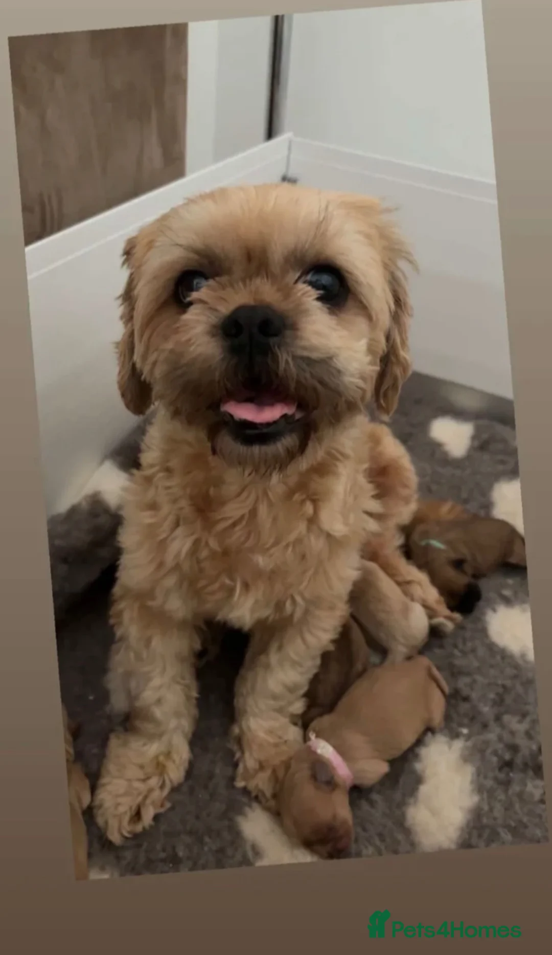 Shih Tzu dogs for sale: Shihzu Puppies for sale ❤️ - Advert 6