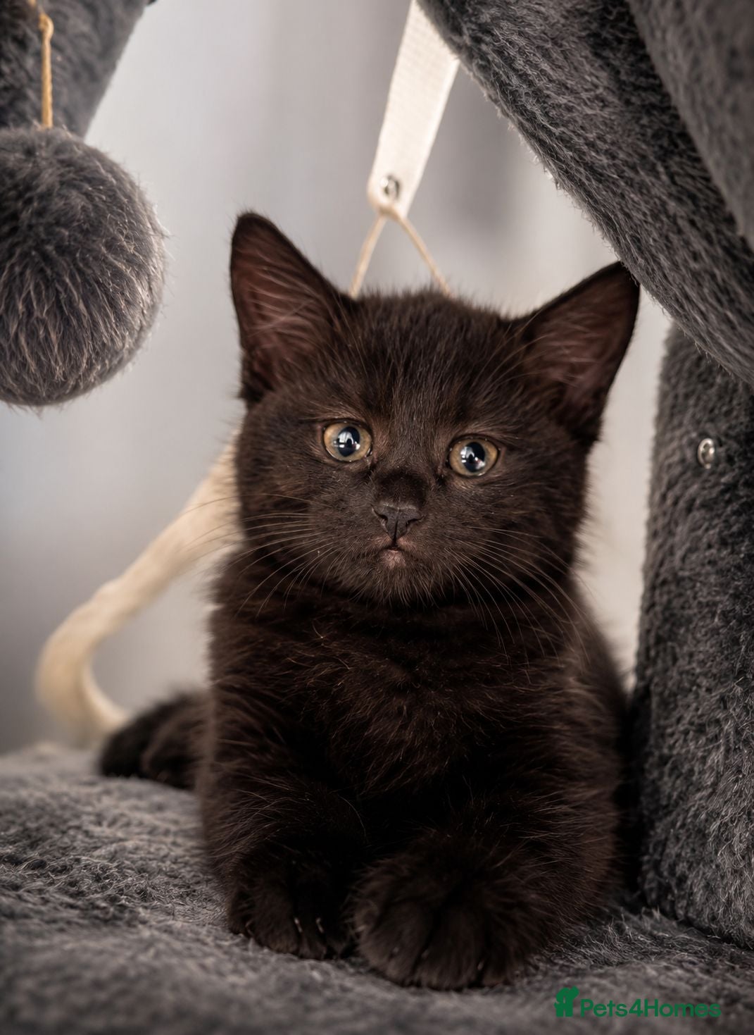Mixed Breed cats Norvegian forest cross kittens - Advert 11