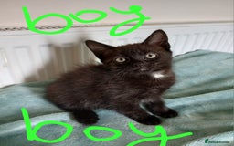 Mixed Breed cats for sale: 7 very fluffy kittens wisbech!!🐈‍⬛️🐈‍⬛️😻 - Image 12