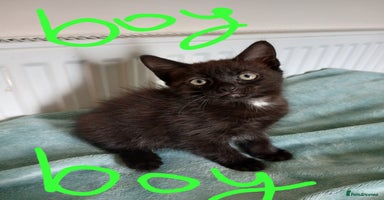 Mixed Breed cats - Advert 11