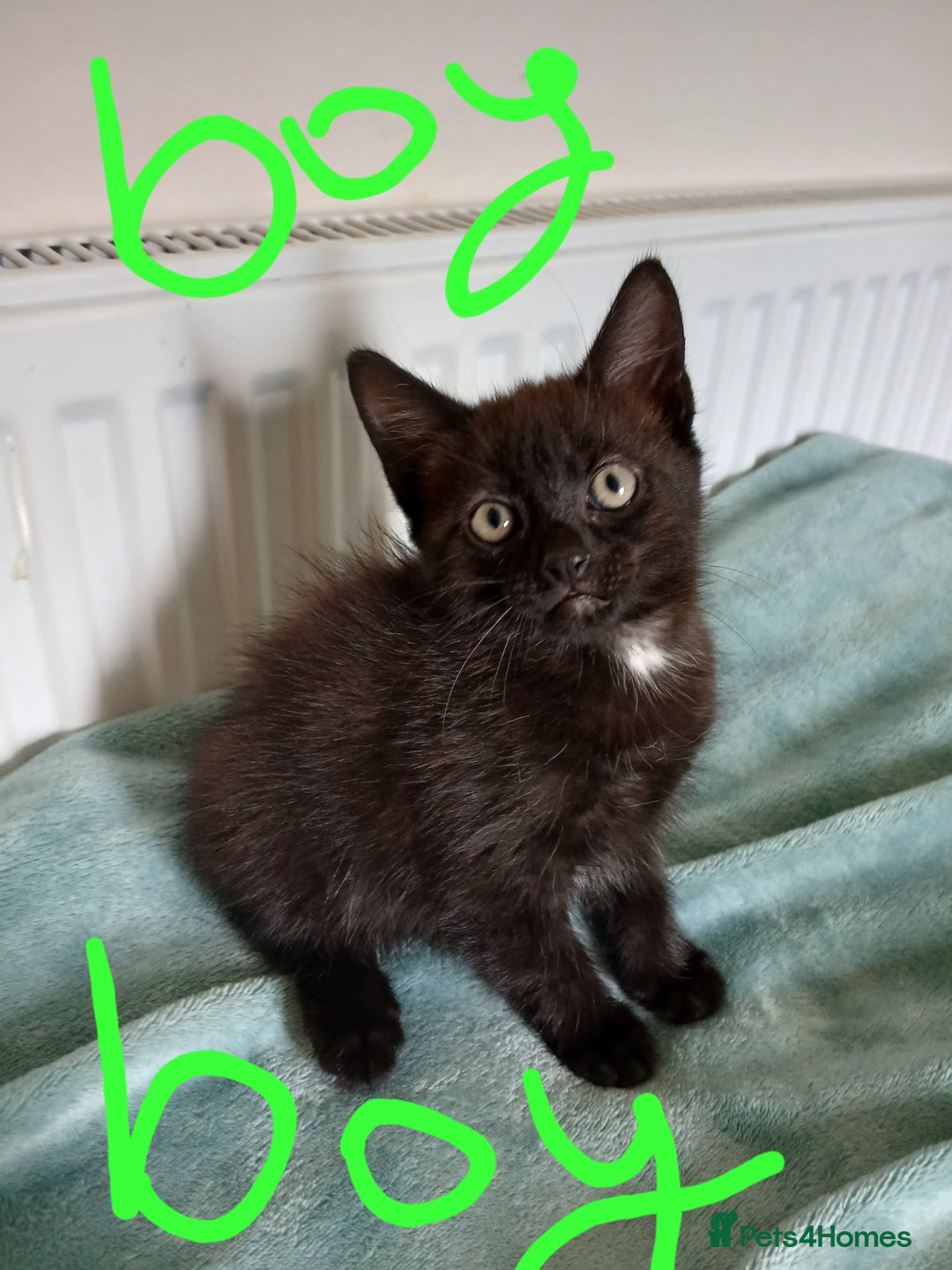 Mixed Breed cats for sale: 7 very fluffy kittens wisbech!!🐈‍⬛️🐈‍⬛️😻 - Image 12