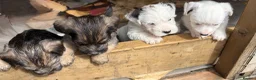Sealyham Terrier dogs for sale: 4 Sealyham terrier puppy’s  - Advert 7
