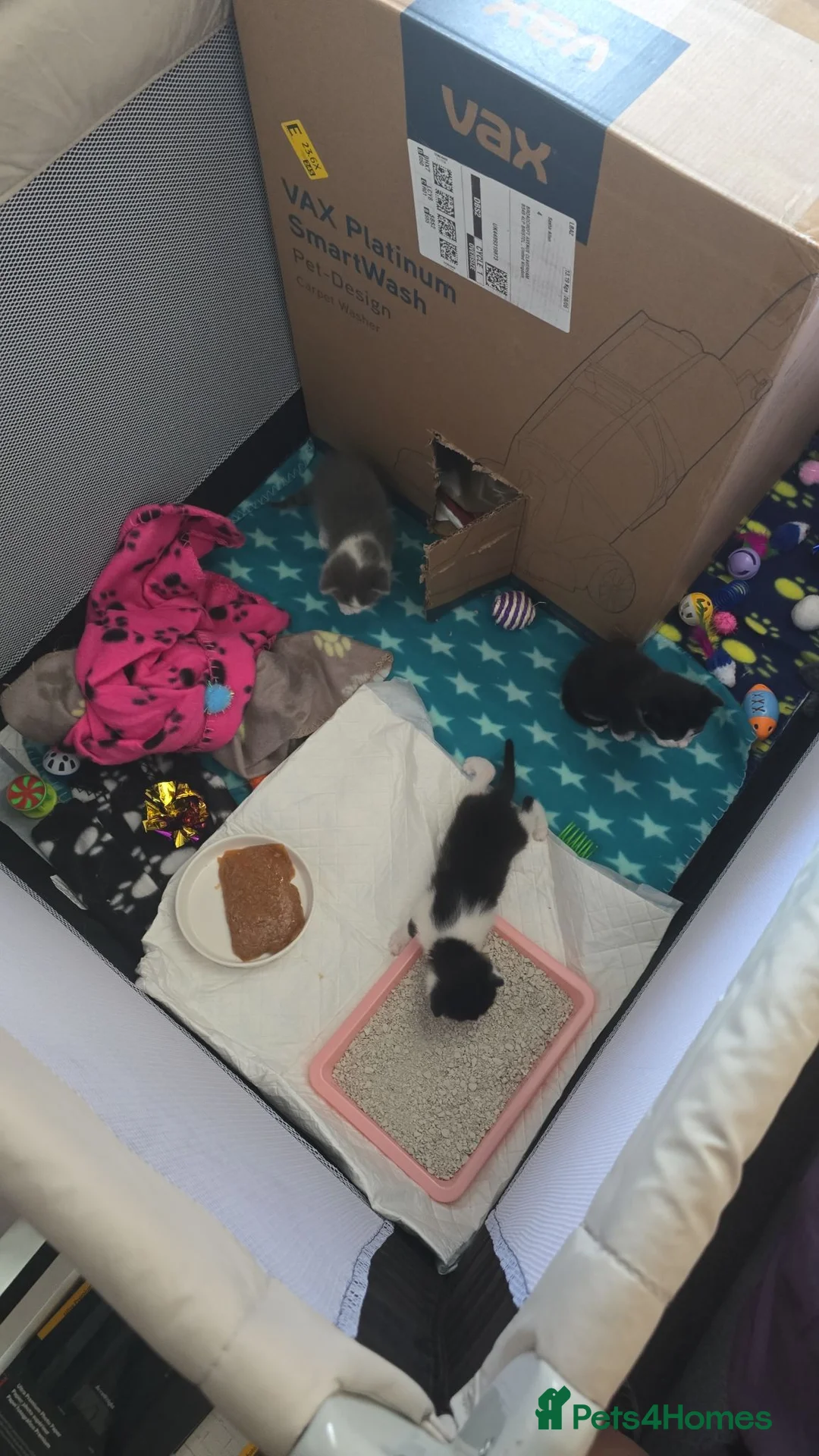 Mixed Breed cats for sale: 3 kittens for sale in Bristol - Advert 5