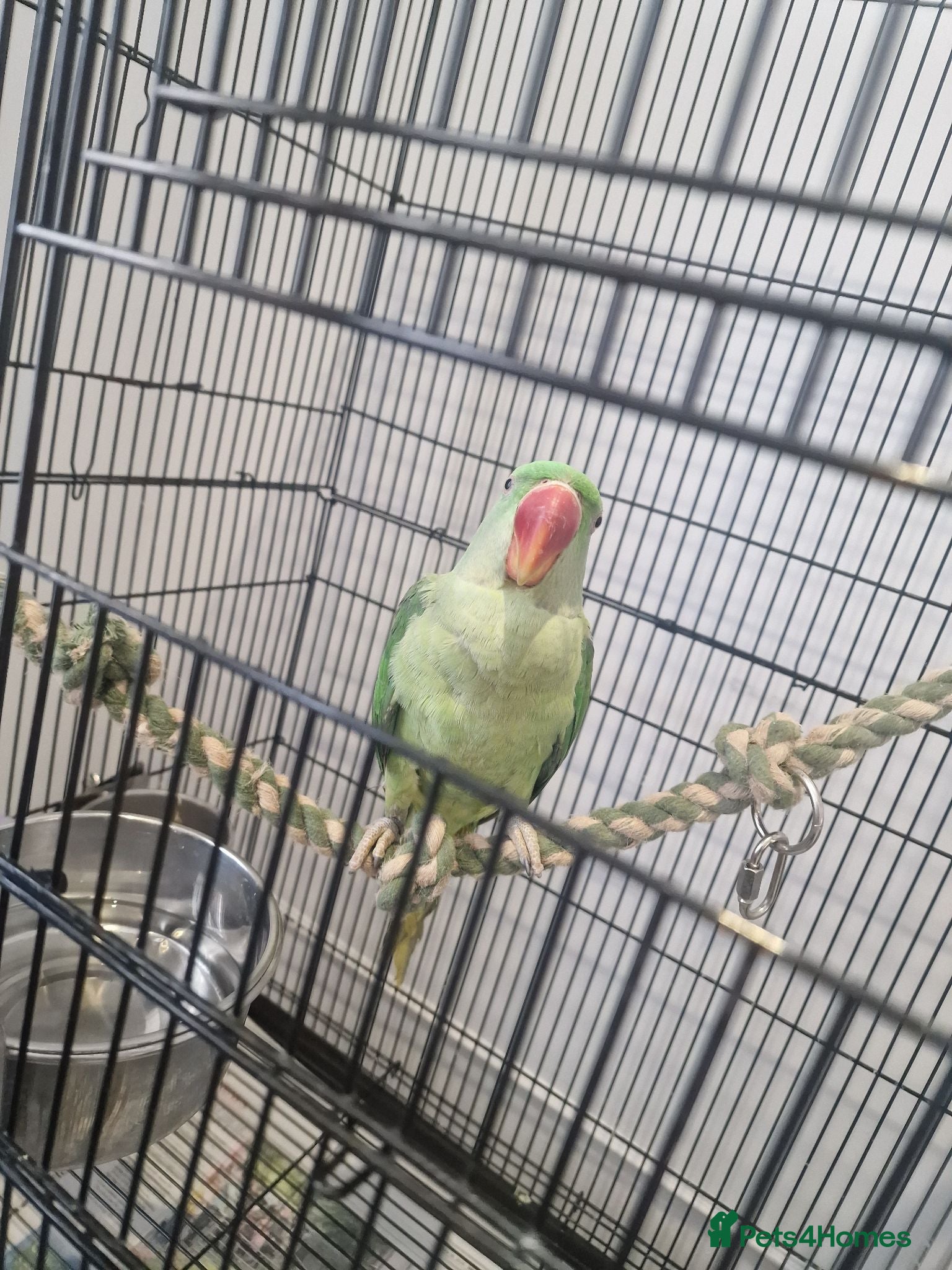 Parrots birds Alexandrian Parrot for sale  - Advert 3