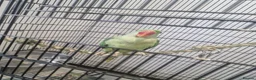 Parrots birds for sale: Alexandrian Parrot for sale  in London - Advert 1