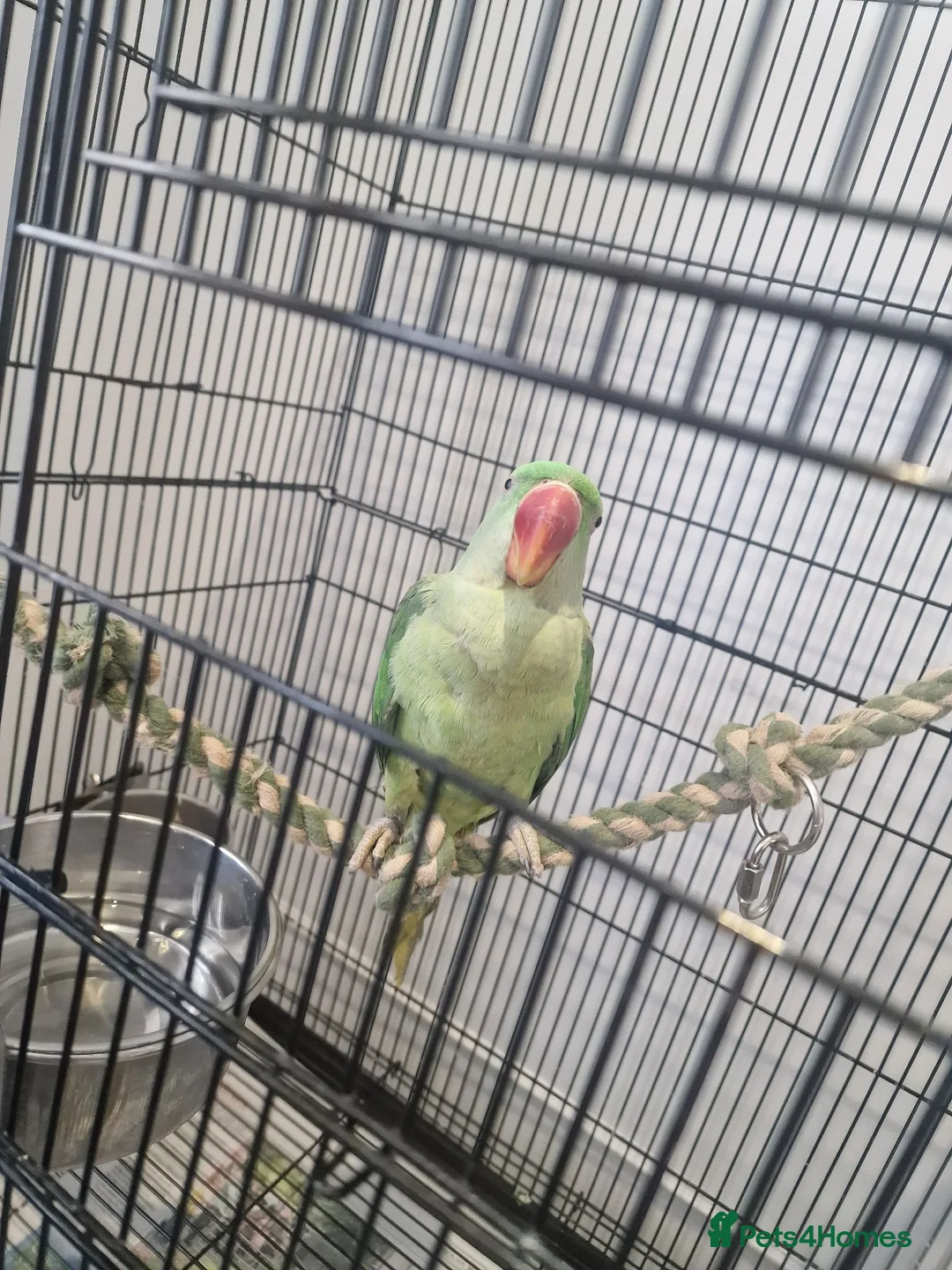 Parrots birds for sale: Alexandrian Parrot for sale  in London - Advert 1