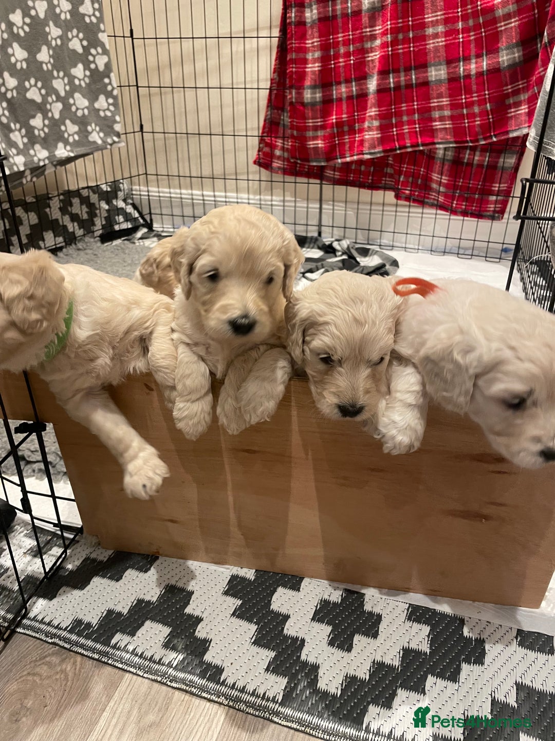 Goldendoodle dogs for sale: Golden doodle puppies  - Advert 4