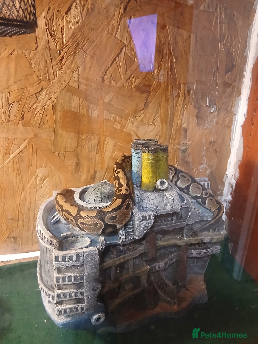 Python Snake reptiles for sale: Ball Python  - Advert 2