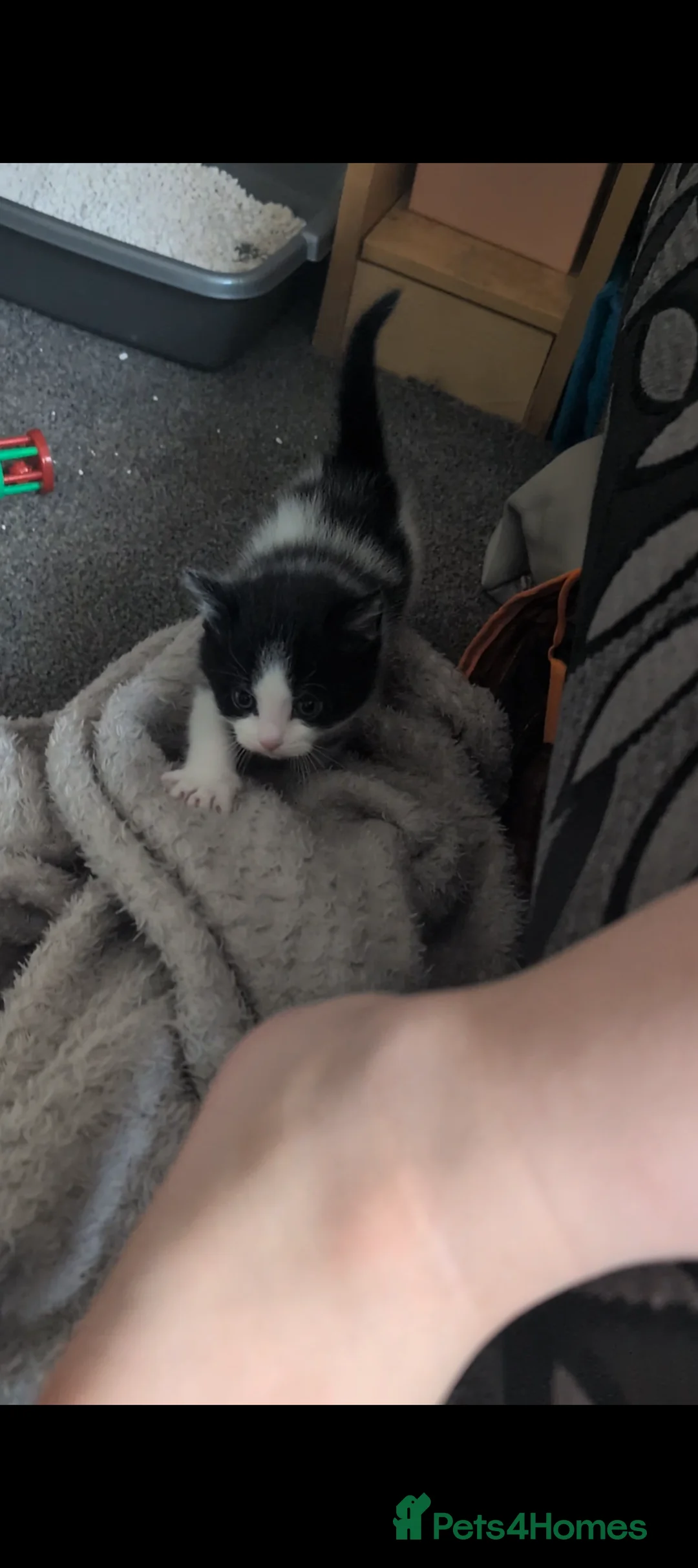 British Longhair cats for sale: Mixed breed READ DESCRIPTION  in Chessington - Advert 2