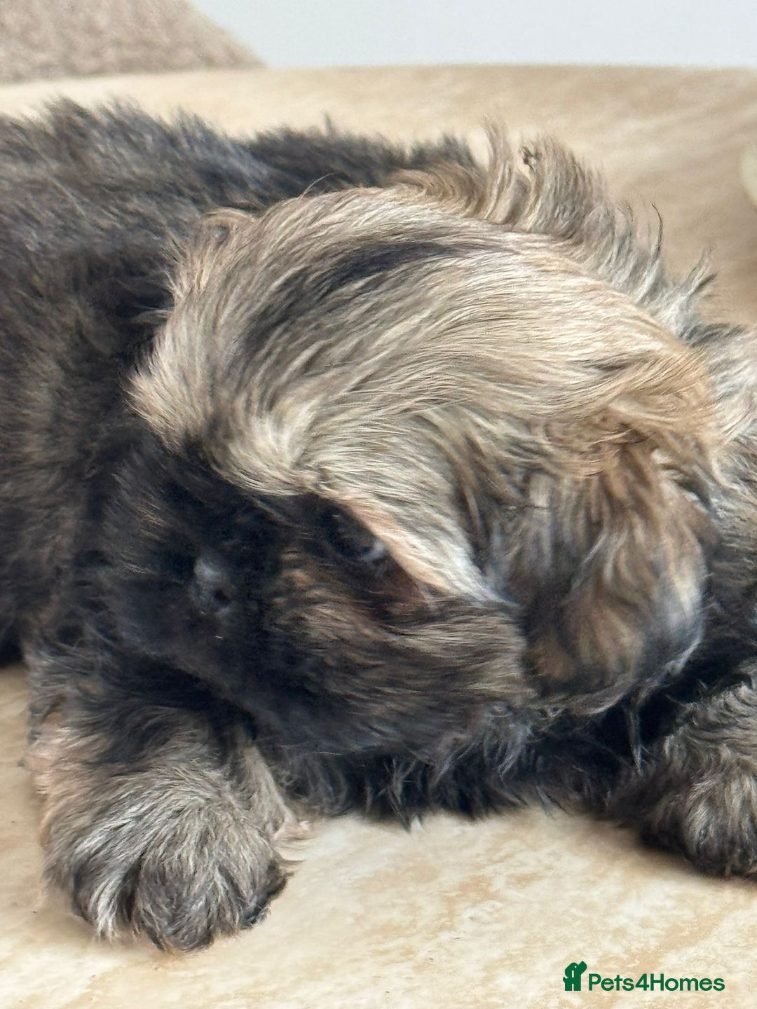 Shih Tzu dogs for sale: Shihtzu pups  - Image 9