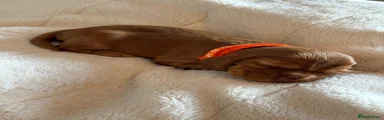 Cocker Spaniel Puppy 5