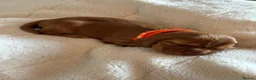 Cocker Spaniel dogs for sale: 🌟 OUTSTANDING KC SHOW COCKER SPANIELS 🌟 - Advert 26