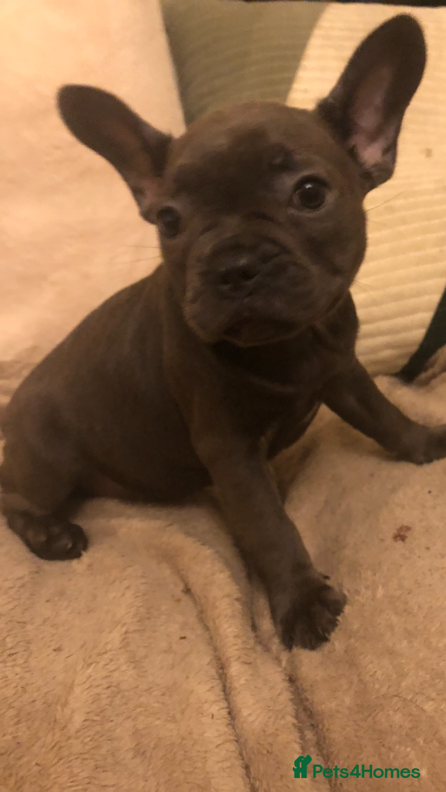 French Bulldog dogs QUALITY SOLID BLUE FRENCH BULLDOG PUPPIES  - Advert 1