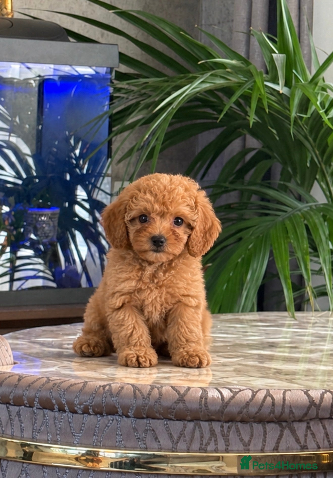 Toy Poodle dogs 10 weeks old toilet trained toy poodle puppies  - Advert 2