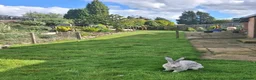 Continental Giant rabbits for sale: Beautiful continental giant buck  - Advert 4