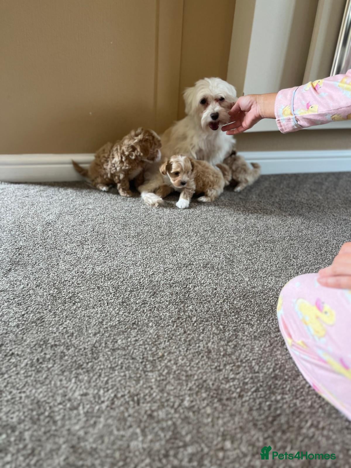 Maltipoo dogs F1 Toy Maltipoo puppies - Advert 4
